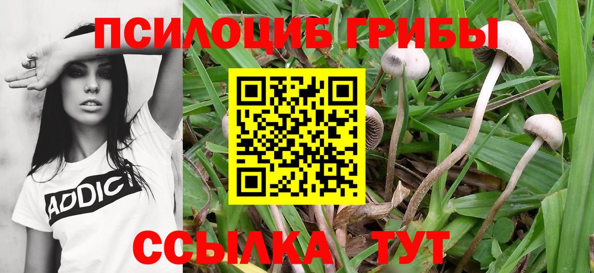 Ачхой-Мартан  Псилоцибиновые грибы Magic Shrooms  Вход с VPN 